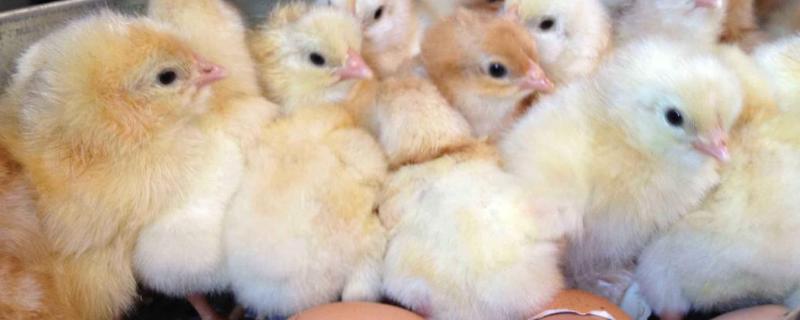 孵化机孵化小鸡教程，怎么用普通方法孵小鸡