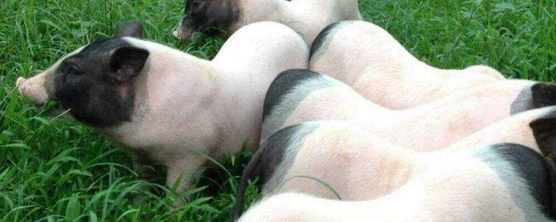 巴马香猪一年几窝，与藏香猪哪个好 巴马香猪一年几窝,与藏香猪哪个好养