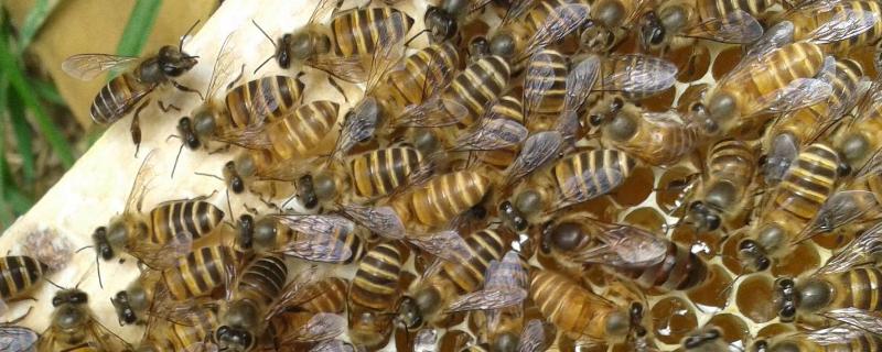 养中蜂最忌，中蜂1脾繁殖3脾要多久 中蜂一脾蜜蜂快速繁殖方法
