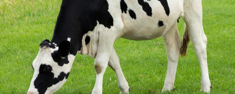 奶牛品种，奶牛怎么产奶 什么样的牛产奶