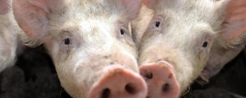 猪有睫毛吗，猪有几根肋排 猪的肋排是哪个部位