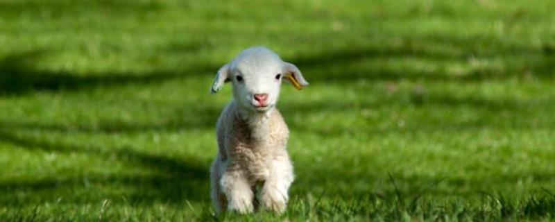 小羊羔拉稀脱水怎么办 小羊羔拉稀用什么药，脱水怎么治疗