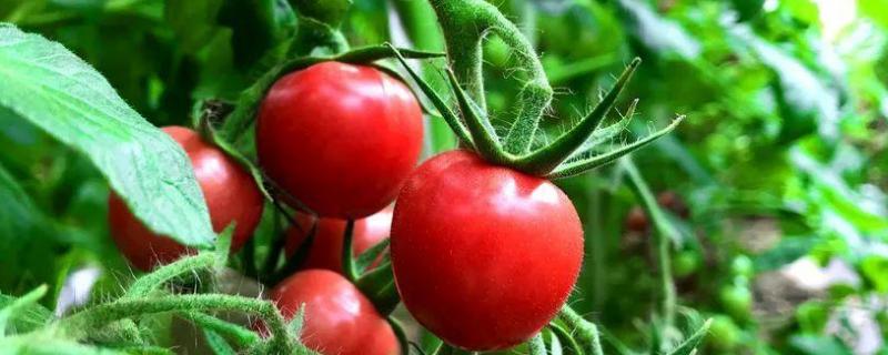 小西红柿的种植方法和管理技术 西红柿栽培管理技术