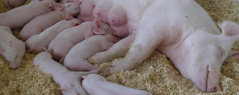 猪几个月生小猪，小猪出生怎么处理 猪几个月生产
