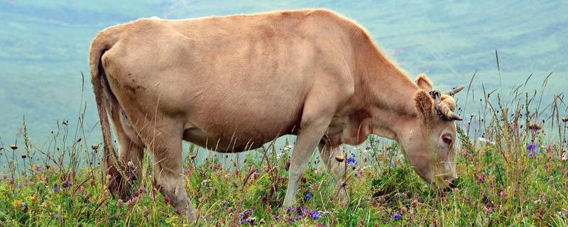 牛最大的特点是什么，牛的生活环境 牛的生活特征是什么