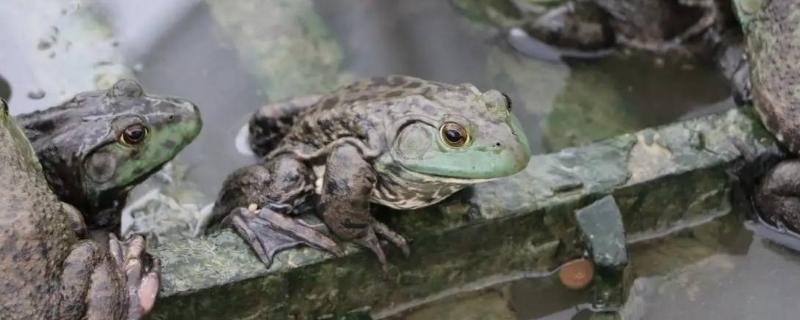 一只牛蛙可食用多少克 牛蛙的危害，一只牛蛙多少克