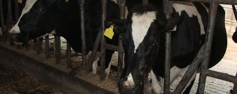 一头奶牛一年可以产奶多少吨 一头奶牛一年产多少斤奶