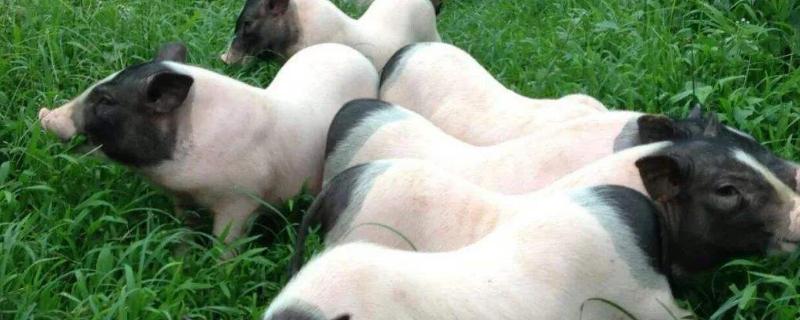 香猪能长多少斤，有哪些品种 香香猪最大多少斤