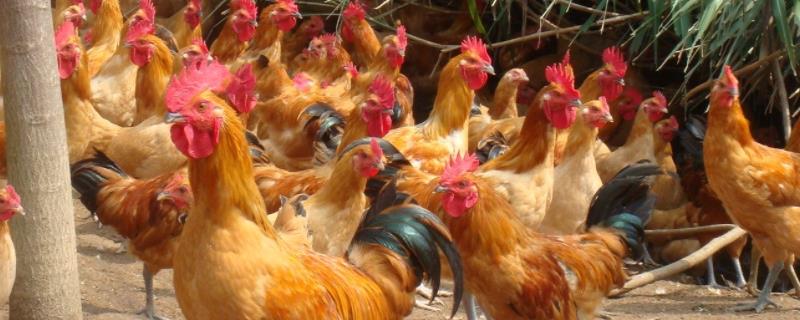 土鸡是什么鸡，附养殖成本与利润分析