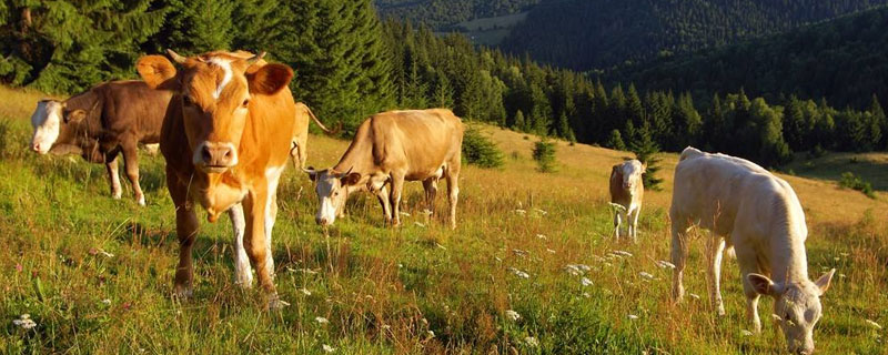 母牛饲料配方和喂养方法（怀孕母牛饲料配方和喂养方法）