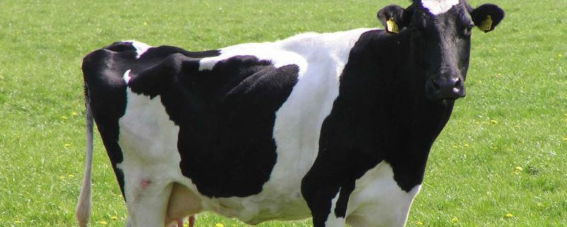公奶牛不产奶为什么叫奶牛 公牛不产奶吗