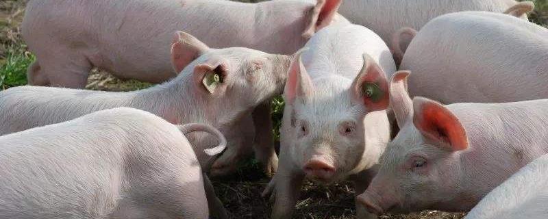 猪瘟多少天能自行消失 猪瘟一般在几天死亡，怎么治疗猪瘟