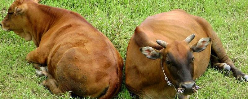 牛感冒流鼻涕怎么办最简单方法，如何判断牛是不是感冒了