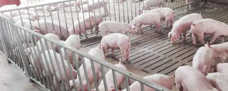 养100头猪需要多少成本 养1000头猪的成本