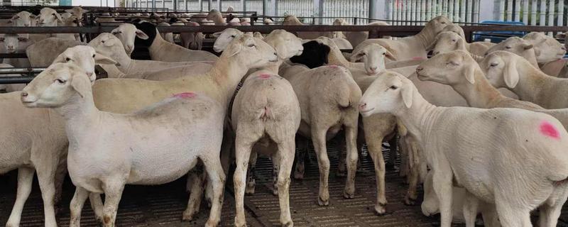 澳洲白绵羊产羔率,一胎能生几只小羊 澳洲白绵羊产羔率，一胎能生几只