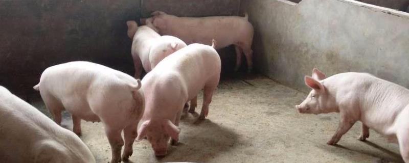 80斤的猪一天吃多少饲料，猪吃的东西叫什么