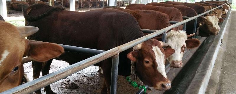 肉牛的饲养管理要点 肉牛的饲养方法及管理