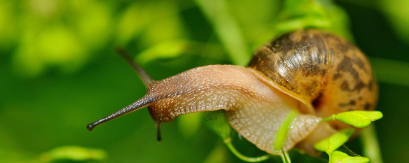 蜗牛的特点和生活特征 白玉蜗牛的特点和生活特征