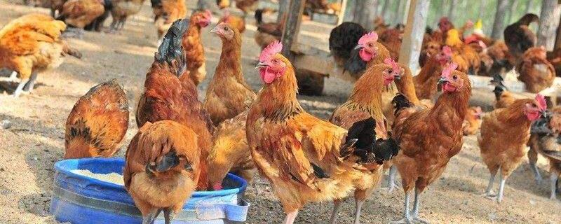 饲料鸡养多久能变成土鸡，饲料鸡的危害