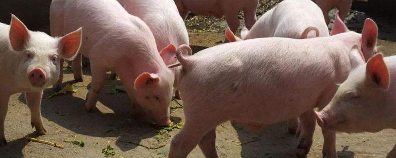 猪的料肉比计算公式 肥猪料肉比计算步骤