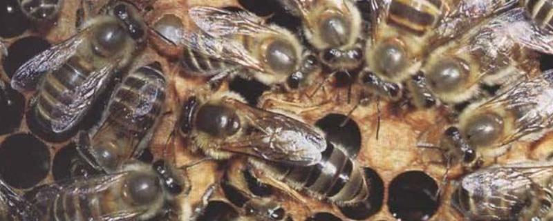 中国有多少种毒蜂 中国常见的蜂有几种，哪些蜂是毒蜂