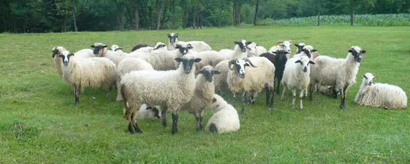 小公羊几个月能配羊 努比亚小公羊几个月能配羊