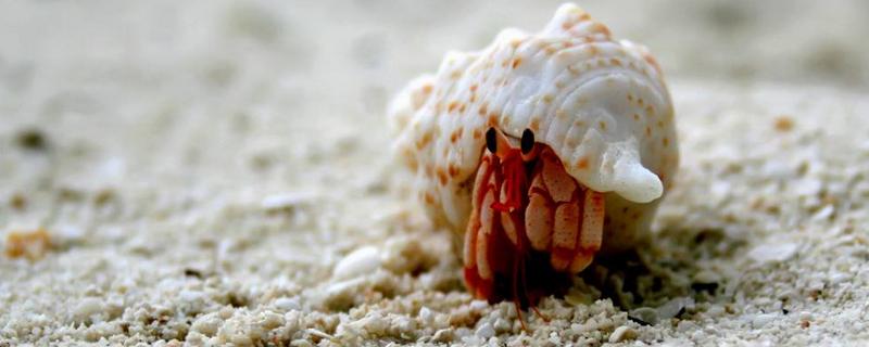 寄居蟹吃什么食物，是怎么形成的 寄居蟹吃什么食物好养活