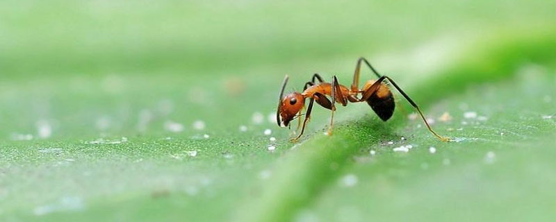 蚂蚁靠什么传递信息给同伴修辞手法 蚂蚁靠什么传递信息