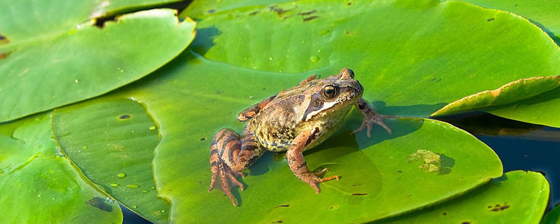 池塘的青蛙怕什么农药 青蛙在池塘里吃害虫