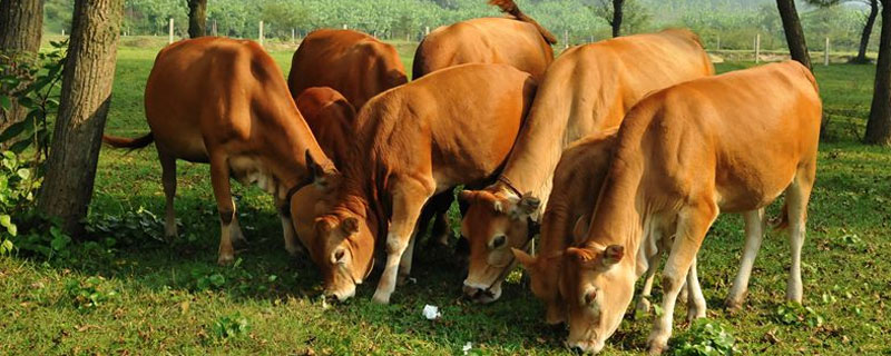 牛吃草不吃精料怎么办 牛只吃草不吃精料可以吗