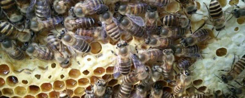 养蜂新手入门 新手养蜂步骤，成本大概多少