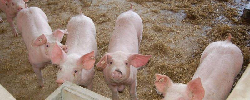 治疗猪病的经典配方 猪病打针配方，猪病防治