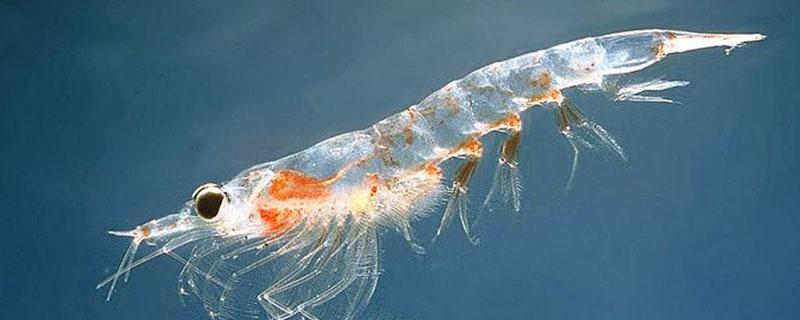 磷虾和虾皮有啥区别 磷虾皮与虾皮的区别