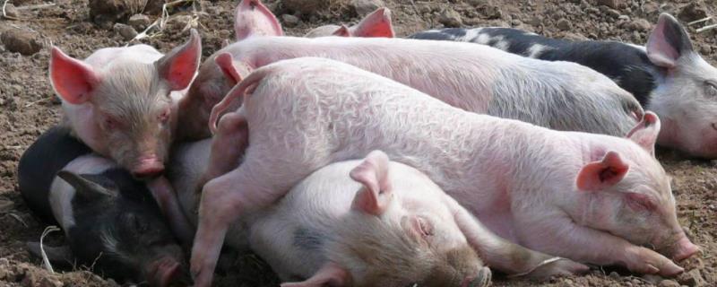 猪吃粪便是什么原因，如何治疗 猪吃猪粪是什么原因