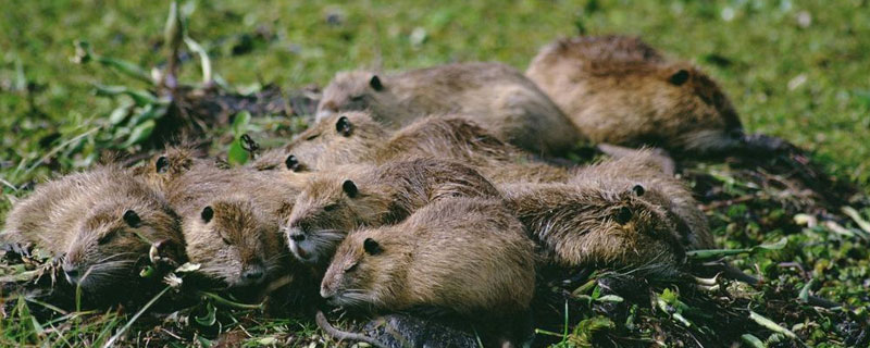 海狸鼠多久繁殖 海狸鼠几个月可以配种