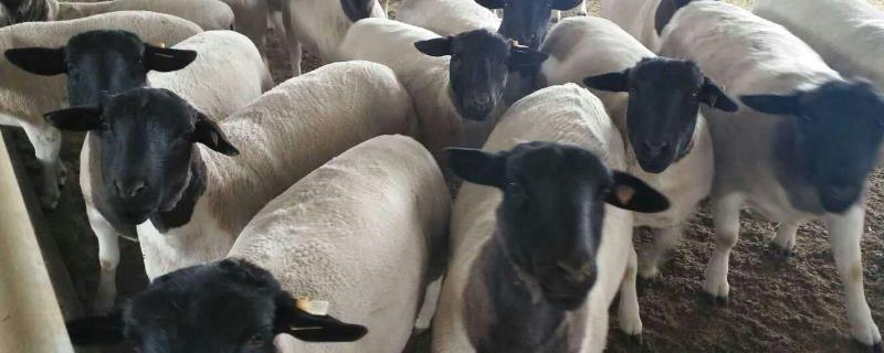 黑头杜泊羊的特点，繁殖能力怎么样 黑头杜泊种公羊的特点