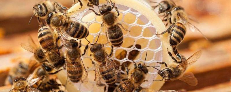 蜜蜂在家做窝代表什么，怎么收蜜糖（蜜蜂在家里做窝）
