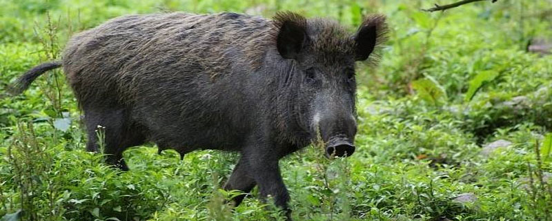 野猪繁殖速度是多少 野猪的繁殖速度