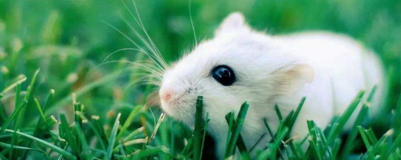 小白鼠寿命,可以当宠物养殖吗为什么 小白鼠寿命，可以当宠物养殖吗