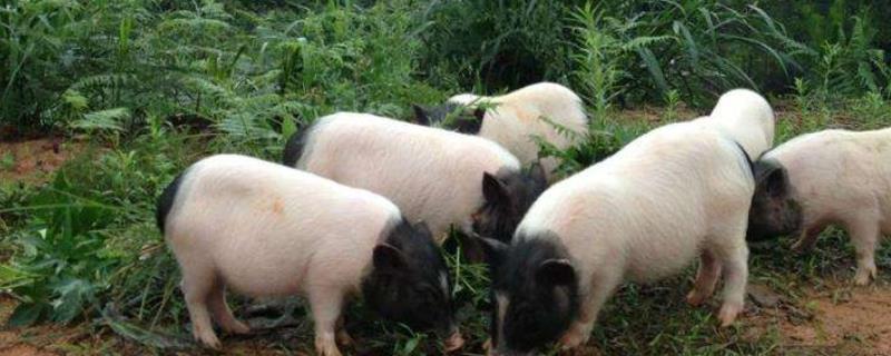 巴马香猪养殖技术，最大能养多少斤 巴马香猪养殖技术,最大能养多少斤