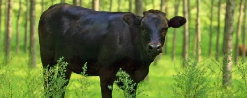中国三大黑牛品种 中国黑色的牛是什么品种
