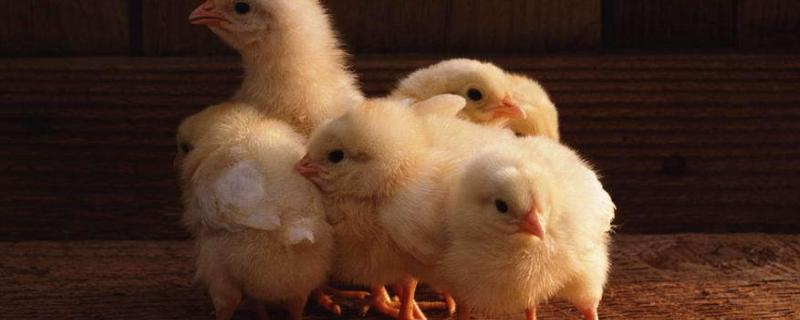 小鸡的生活习性，多大就不怕冷了 小鸡生活什么温度适合