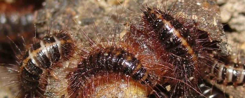 皮蠹幼虫是怎么产生的,怎么消灭的 皮蠹幼虫是怎么产生的，怎么消灭