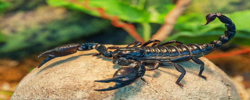 蝎子吃什么害虫 蝎子爱吃什么样的昆虫