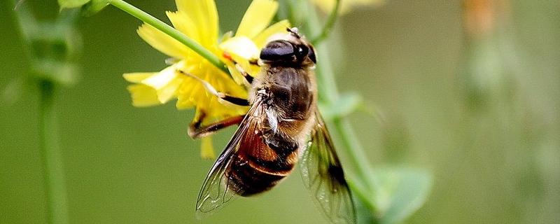 小挂蜂怎么养才不会跑 小挂蜂能家养吗，可以用蜂箱养吗