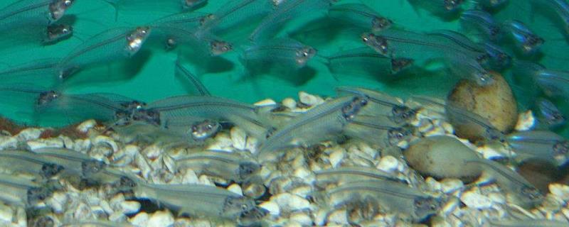 鱼类卵子发生的结构特点，卵子发育过程分为几期