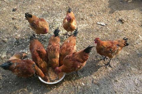 鸡吃发酵饲料的弊端 鸡吃发酵料的危害
