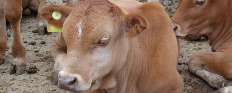 出生一天的小牛不吃奶怎么办 小牛不吃奶怎么办