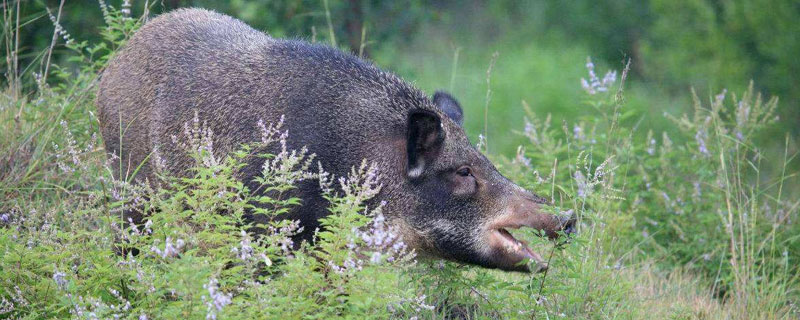 野猪是几级保护动物 新疆野猪是几级保护动物