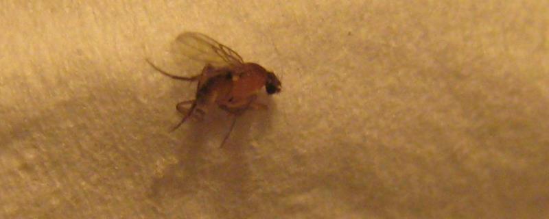 飞虫种类，家里飞虫太多怎么去除 飞虫种类,家里飞虫太多怎么去除小妙招